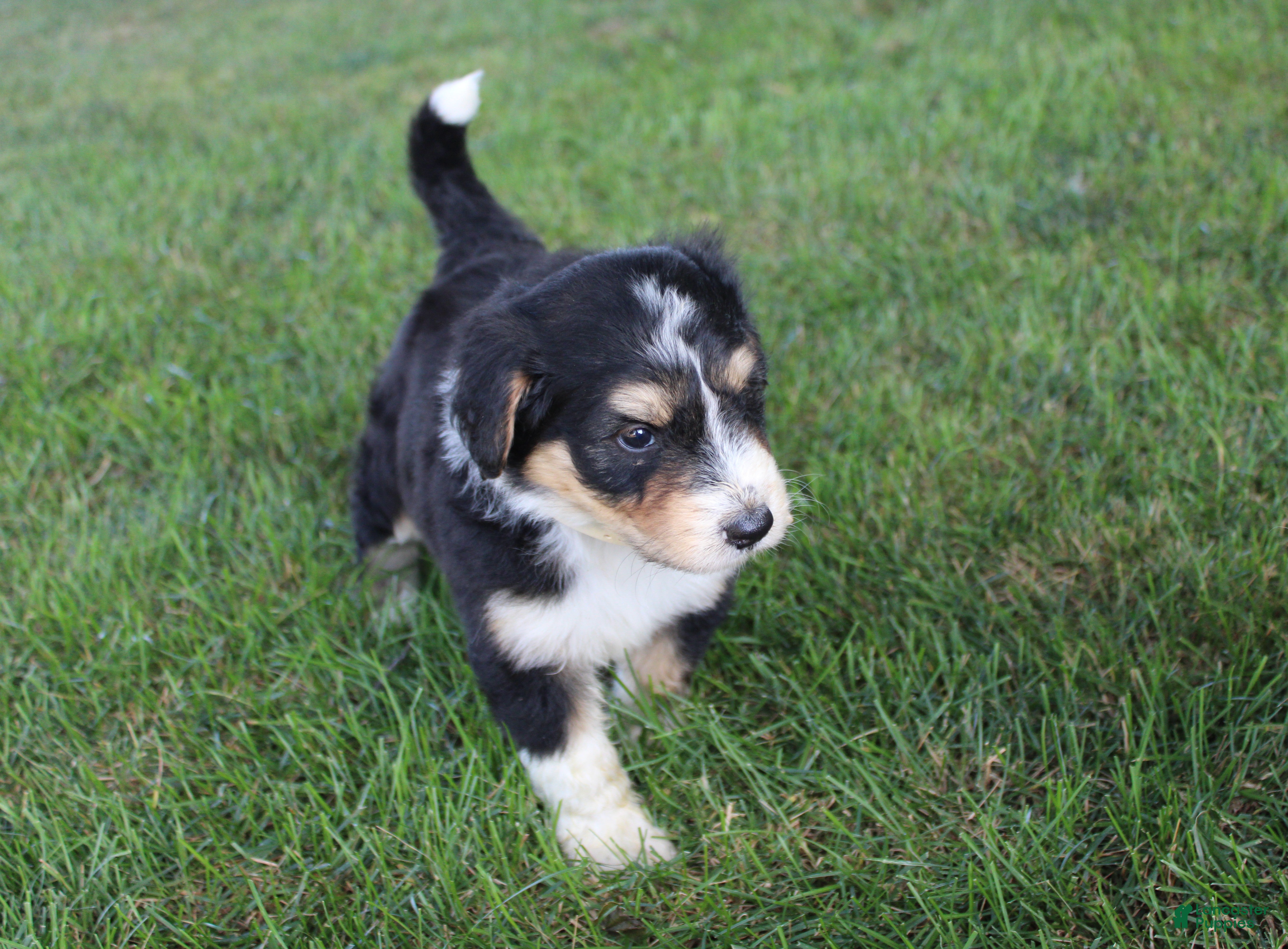 Bernedoodle dogs Smiley - Ad 2