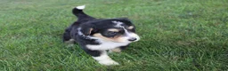 Bernedoodle dogs for sale: Smiley - Ad 2