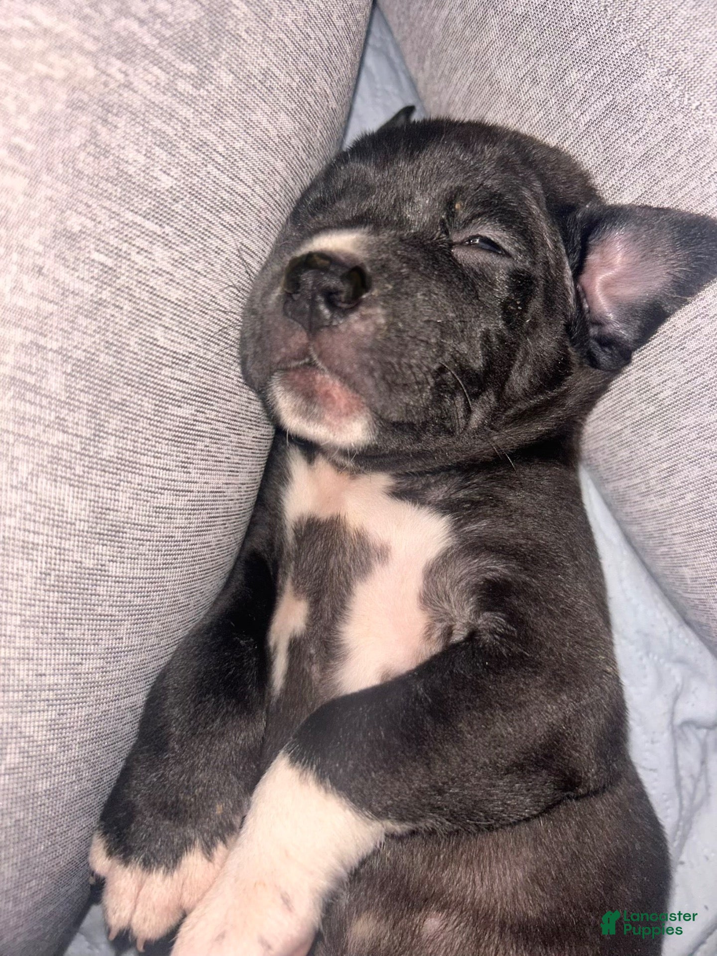 Mixed Breed dogs for sale: Mixed Breed 6 - Ad 11