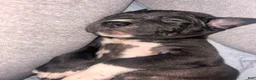 Mixed Breed dogs for sale: Mixed Breed 6 - Ad 1