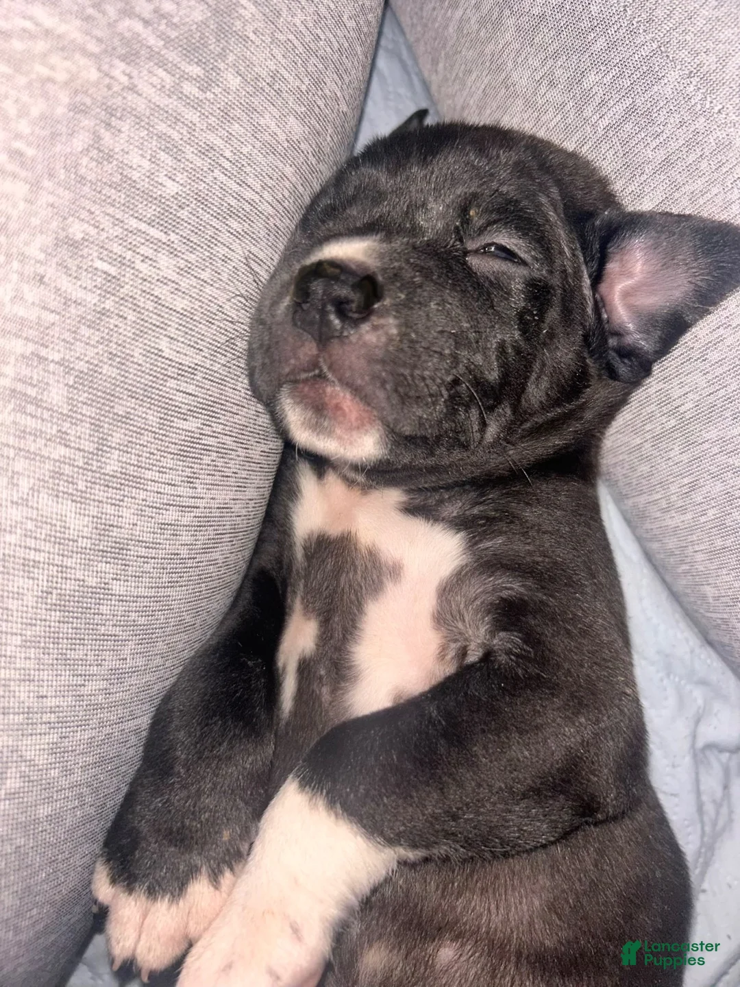 Mixed Breed dogs for sale: Mixed Breed 6 - Ad 1