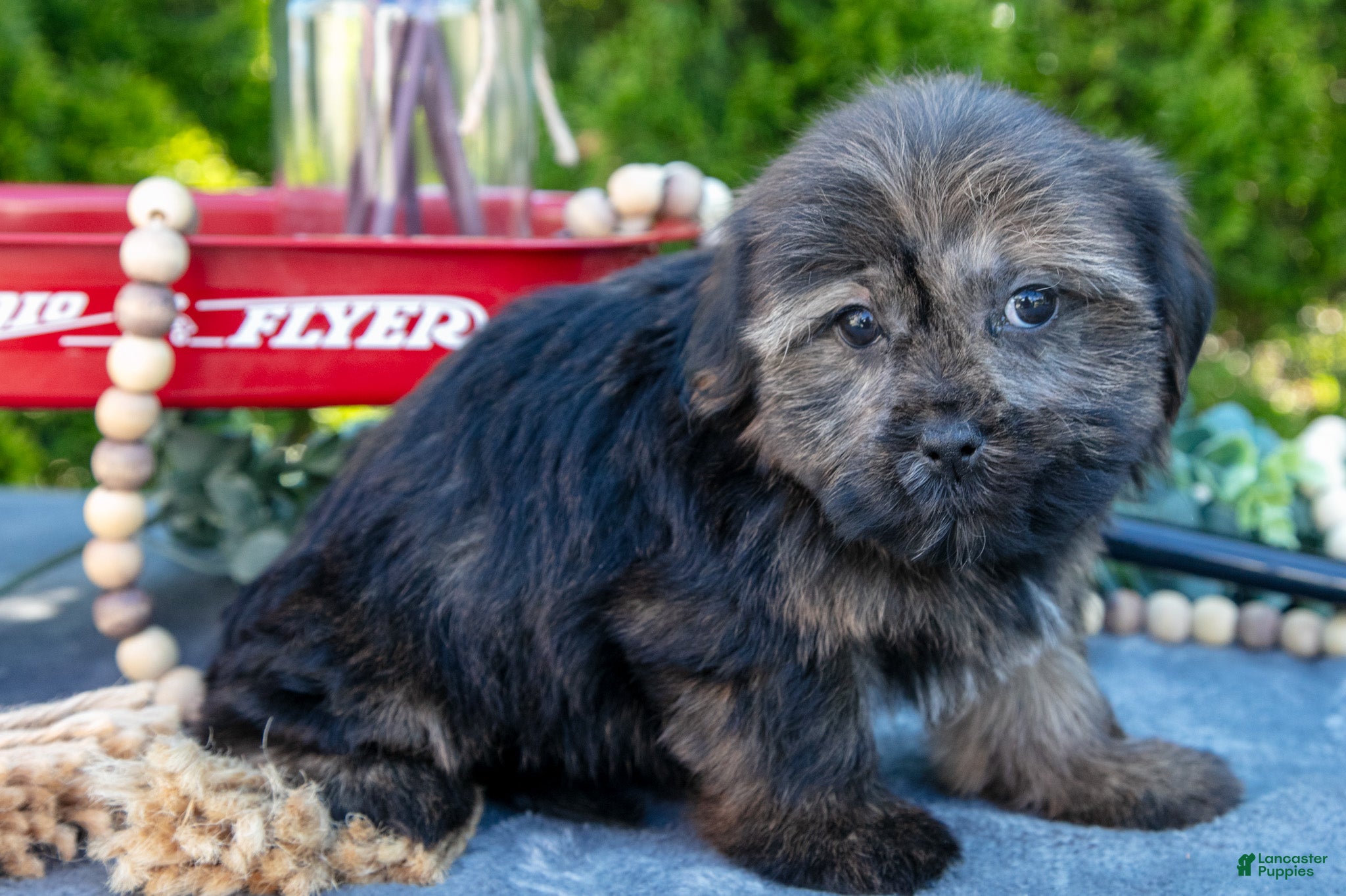 Shorkie dogs for sale: Belinda - Ad 3