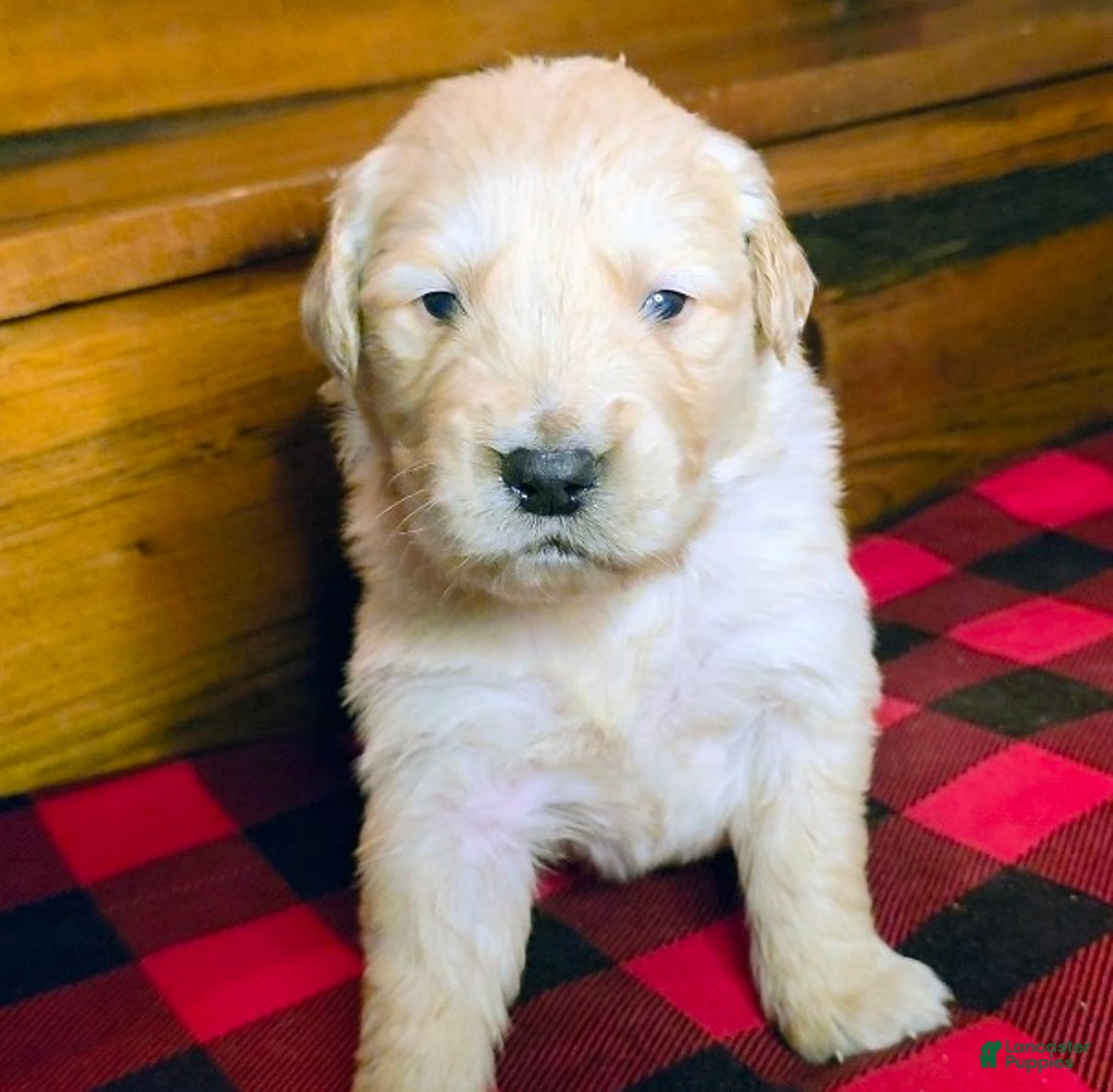 Golden Retriever dogs for sale: Biscuit  - Ad 1