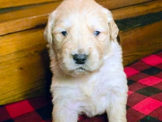 Golden Retriever dogs Biscuit - Ad 41