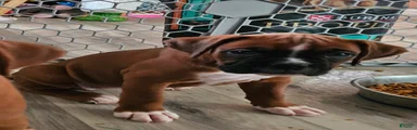 Boxer 6