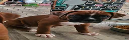 Boxer dogs for sale: Boxer 6 - Ad 1