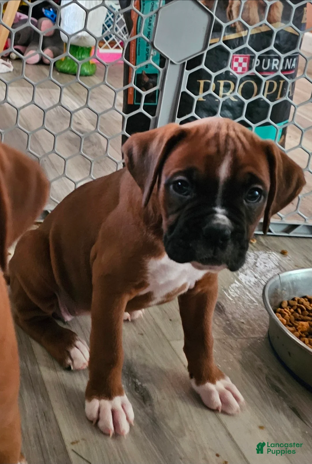 Boxer dogs for sale: Boxer 6 - Ad 1