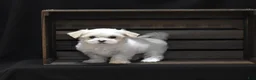 Maltese dogs for sale: Emmy - Ad 8