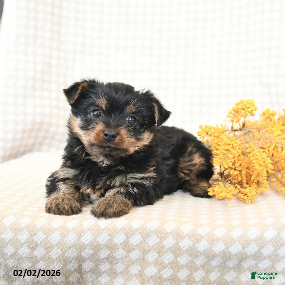 Yorkshire Terrier dogs for sale: Tucker - Ad 3