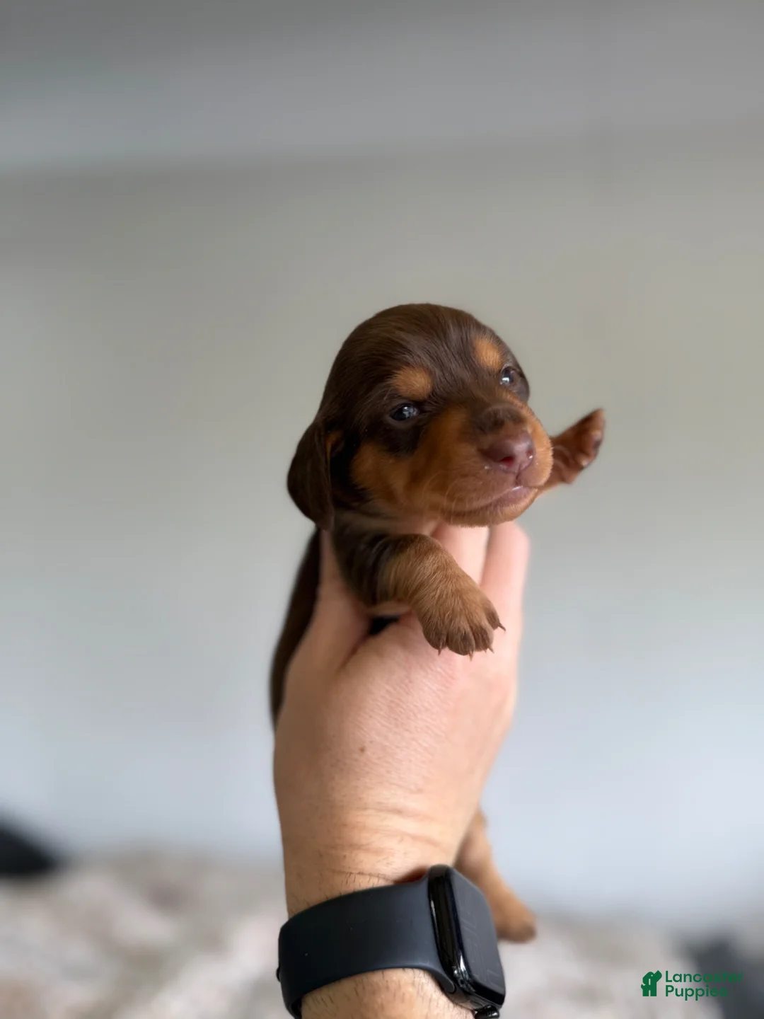 Miniature Dachshund dogs for sale: Jasmine LH  - Ad 2
