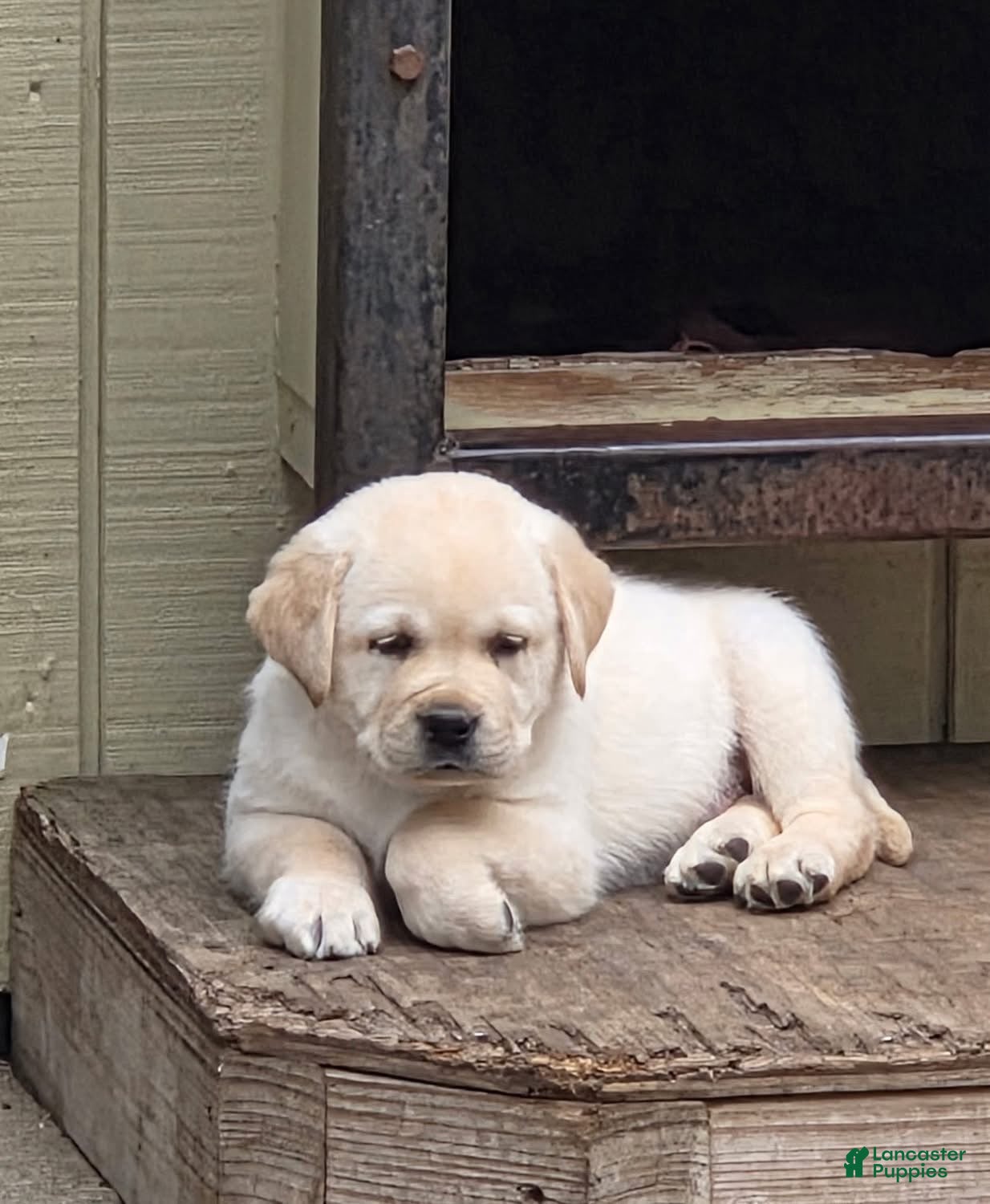 Labrador Retriever dogs Labrador Retriever Puppy 3 - Ad 33