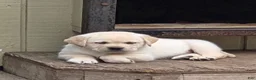 Labrador Retriever dogs for sale: Labrador Retriever Puppy 3 - Ad 1