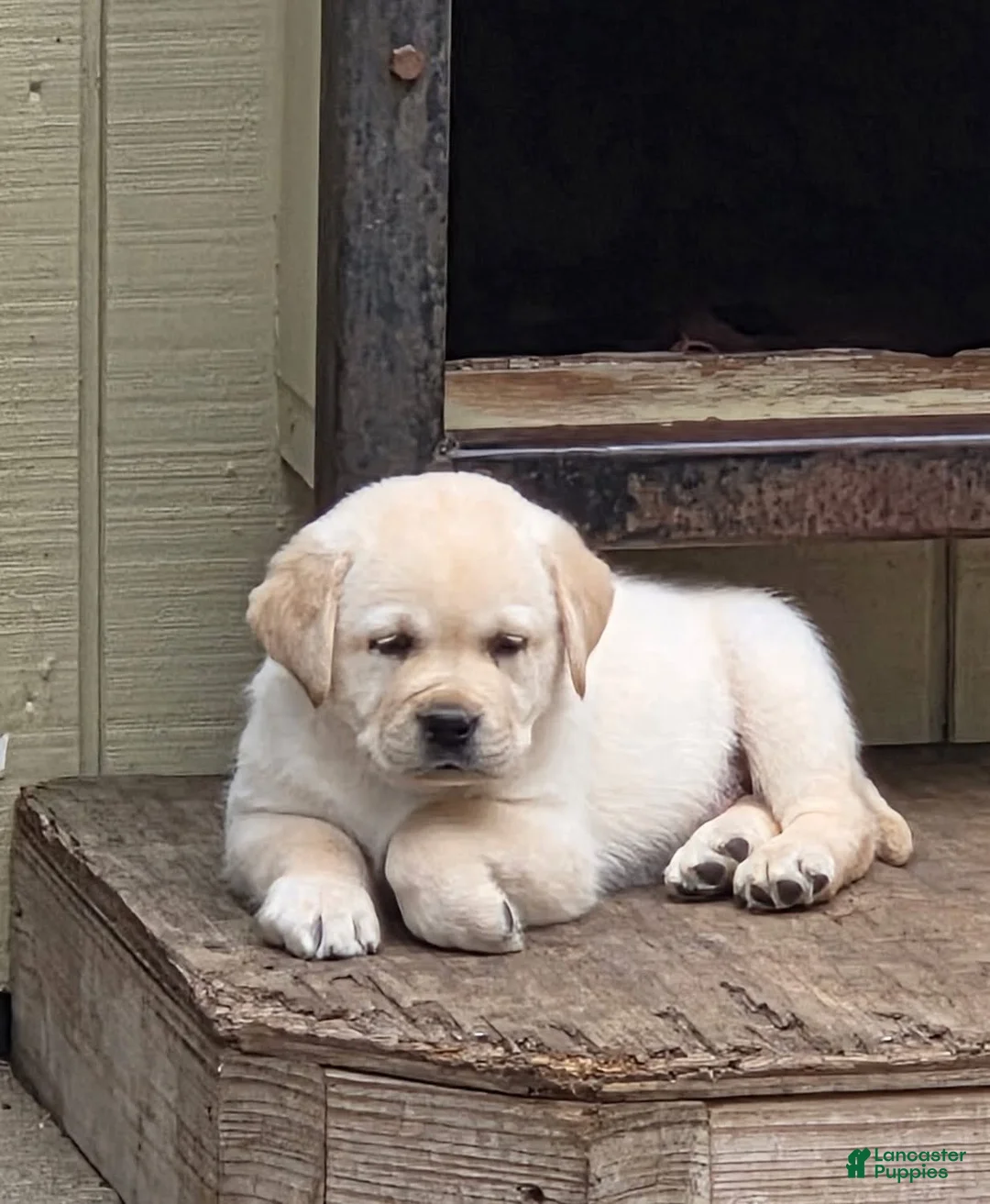 Labrador Retriever dogs for sale: Labrador Retriever Puppy 3 - Ad 1