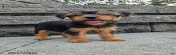 Yorkshire Terrier dogs for sale: Trixie - Ad 2