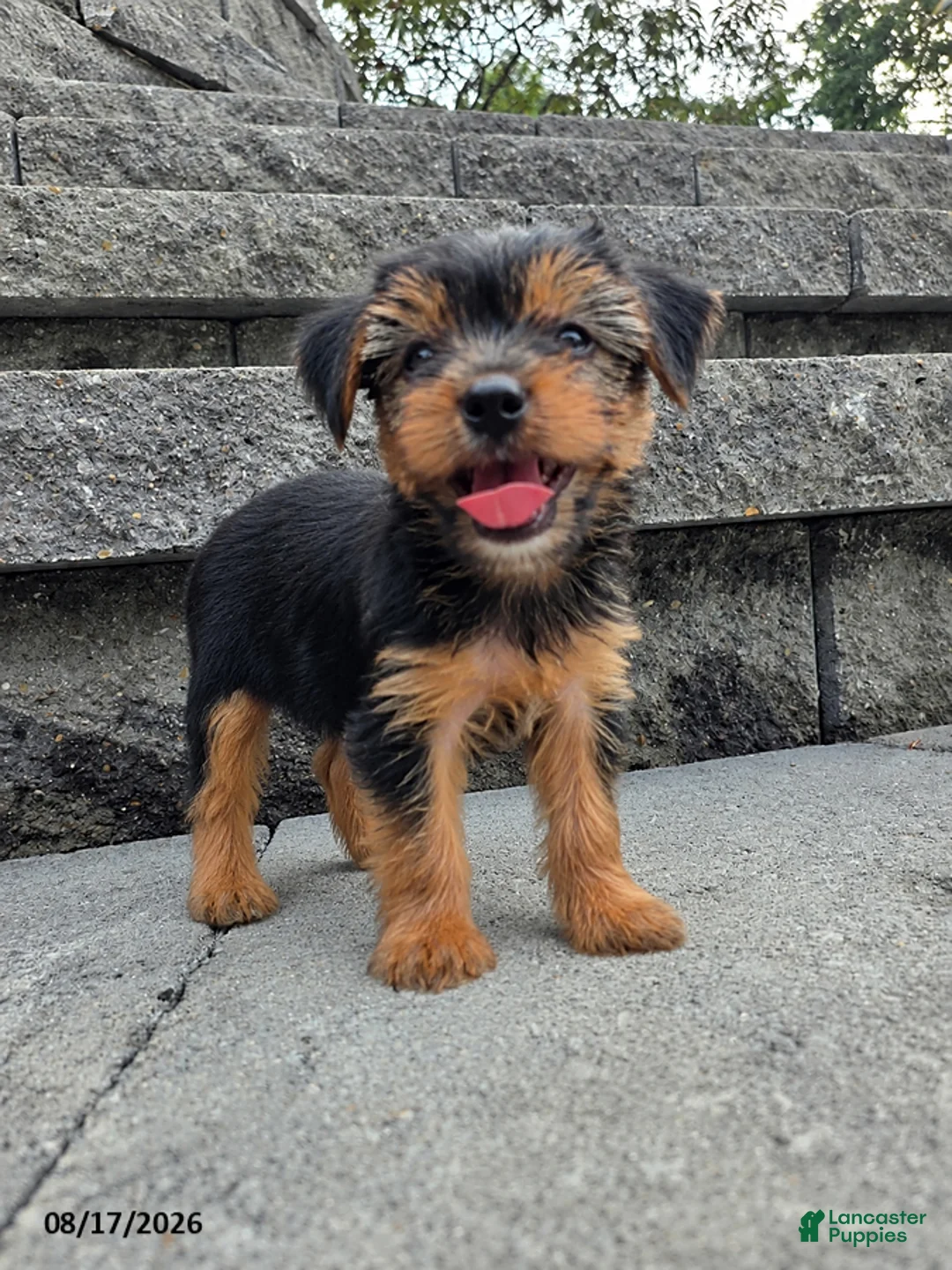 Yorkshire Terrier dogs for sale: Trixie - Ad 2