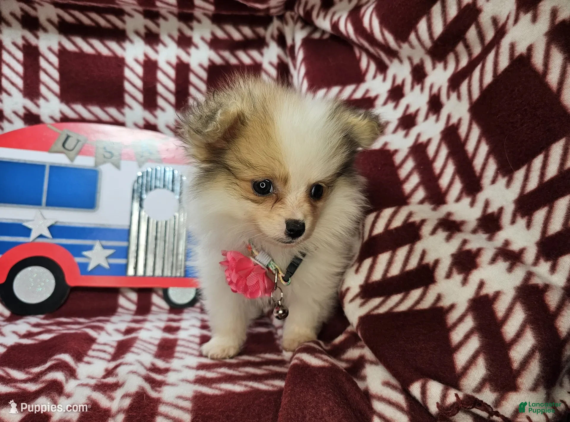 Pomeranian dogs for sale: Farra Faucet (4.5 lbs) - Ad 3