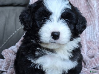 Mini Bernedoodle dogs - Ad 29