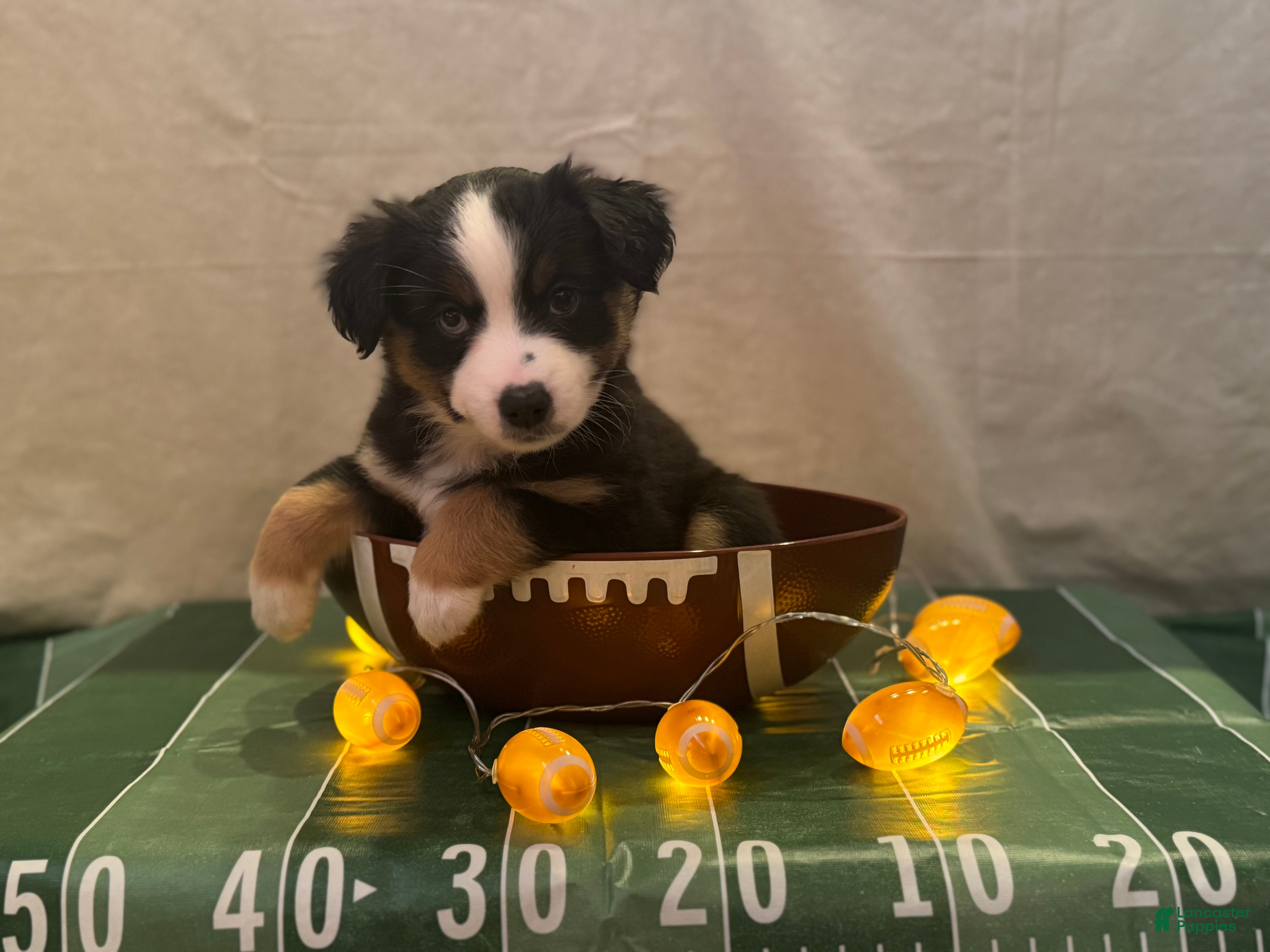 Miniature Australian Shepherd dogs Miniature Australian Shepherd 2 - Ad 2