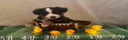 Miniature Australian Shepherd dogs for sale: Miniature Australian Shepherd 2 - Ad 2