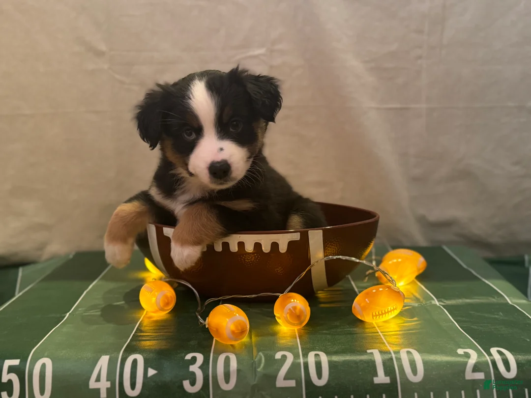 Miniature Australian Shepherd dogs for sale: Miniature Australian Shepherd 2 - Ad 2