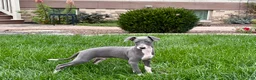 Italian Greyhound dogs for sale: Corbin  - Ad 3