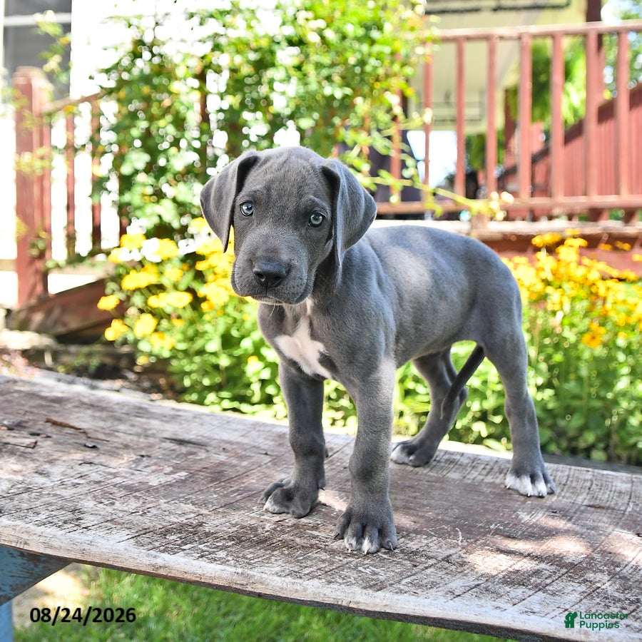 Great Dane dogs Lilly - Ad 2