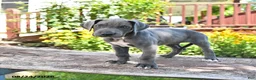 Great Dane dogs for sale: Lilly - Ad 2