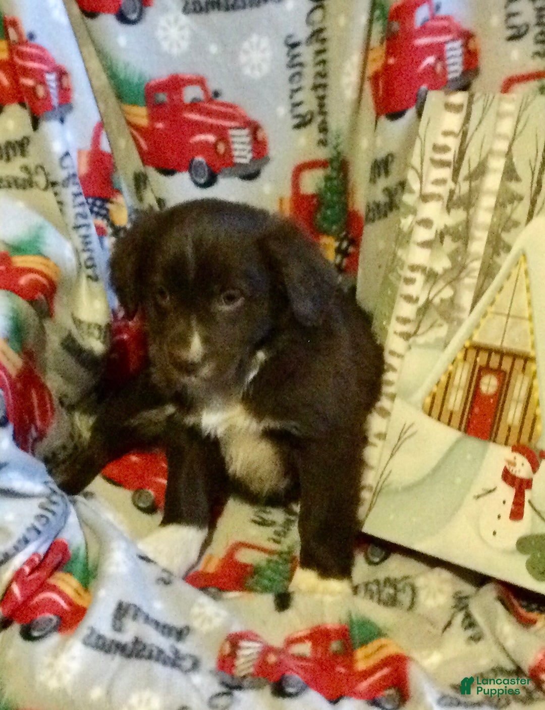 Mixed Breed dogs for sale: Max - Ad 3