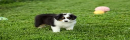 Miniature Australian Shepherd dogs for sale: Lathan Miniature Australian Shepherd Puppy  - Ad 4