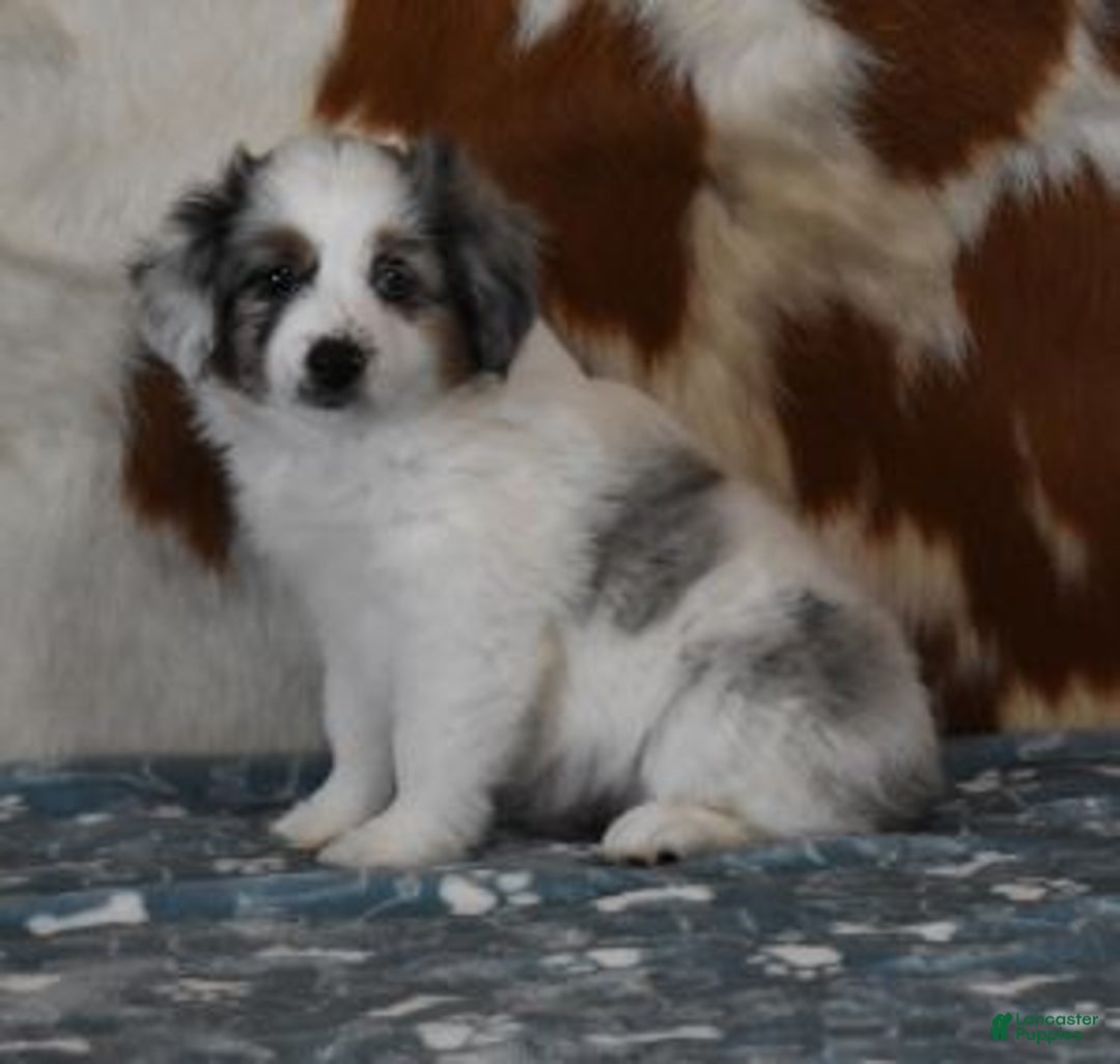 Toy Australian Shepherd dogs for sale: Toy Australian Shepherd Puppy 1 - Ad 1