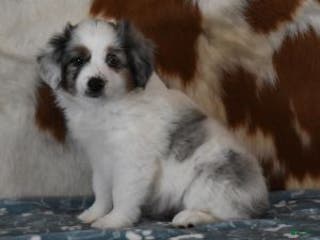 Toy Australian Shepherd dogs Toy Australian Shepherd Puppy 1 - Ad 9