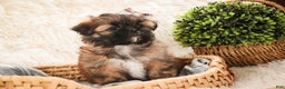 Shih Tzu dogs for sale: Shaina - Ad 3