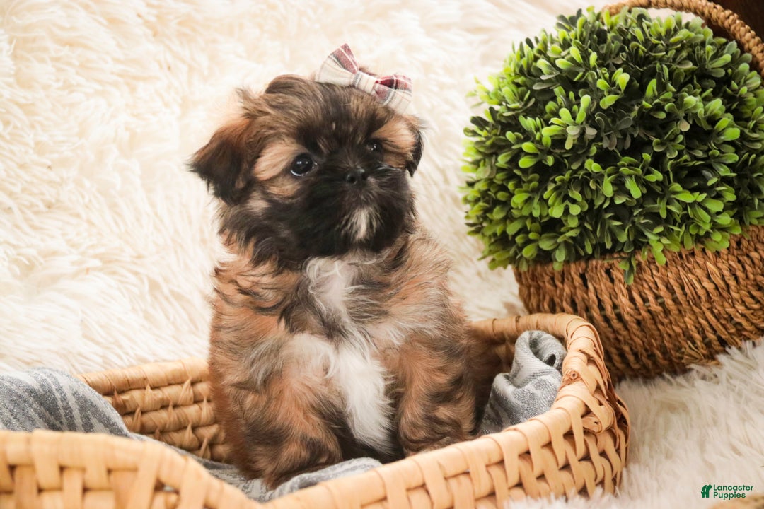 Shih Tzu dogs for sale: Shaina - Ad 3