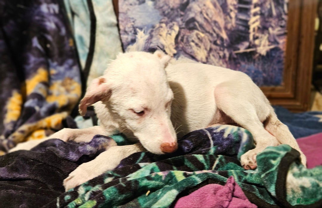 Border Collie dogs for sale: Hissy - Ad 8