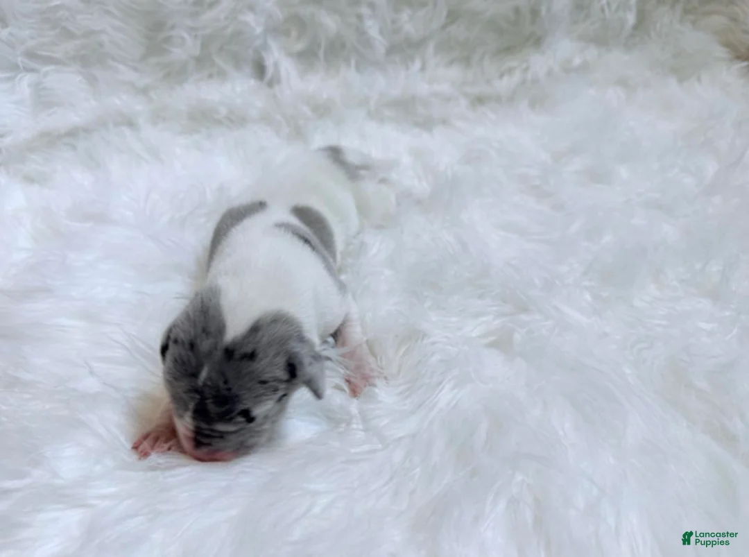 Great Dane dogs for sale: Mike - Ad 8