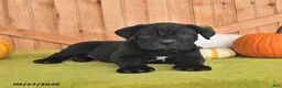 Cane Corso dogs for sale: Bear - Ad 4