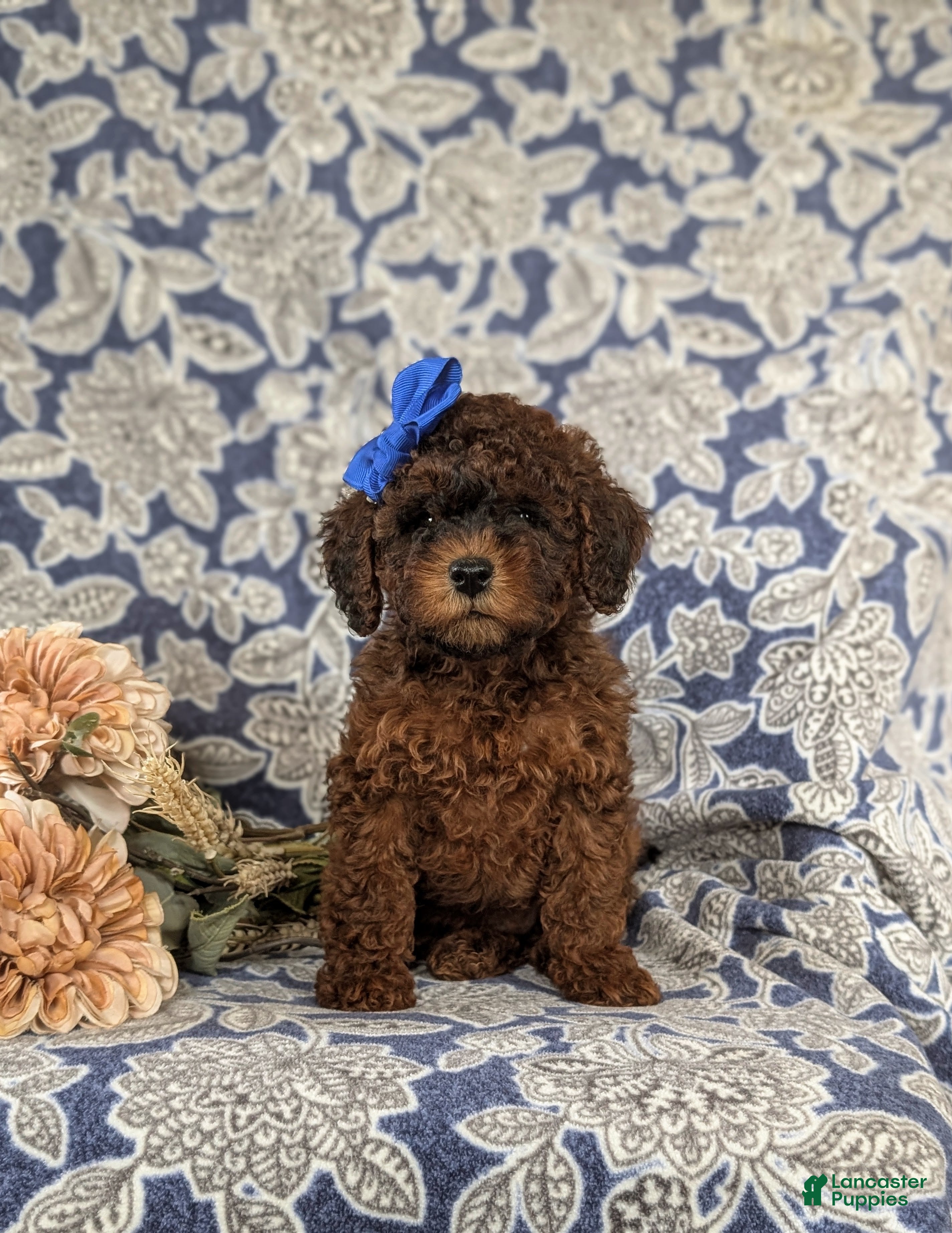 Shihpoo dogs Elsie - Ad 10