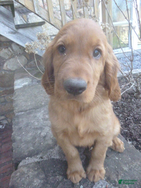 Mixed Breed dogs Remi - Ad 2