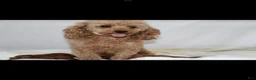 Toy Poodle dogs for sale: AKC Conner (tiny) - Ad 9