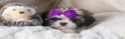 Shih Tzu dogs for sale: BAILEY - Ad 6