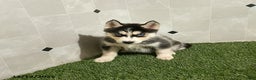 Siberian Husky dogs for sale: Macy - Ad 3