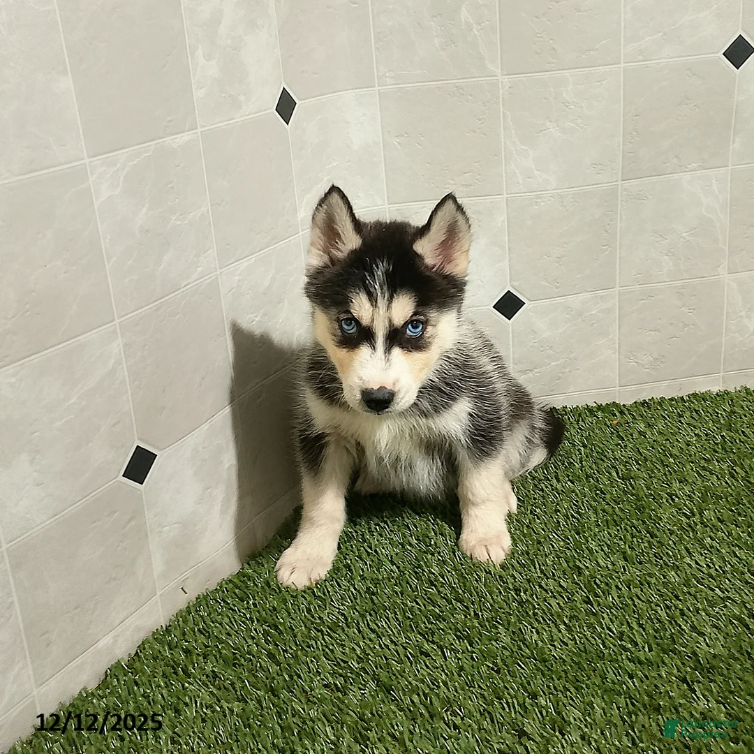 Siberian Husky dogs for sale: Macy - Ad 3