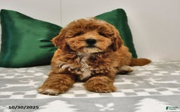 Mini Goldendoodle dogs for sale: Sandra - Image 2