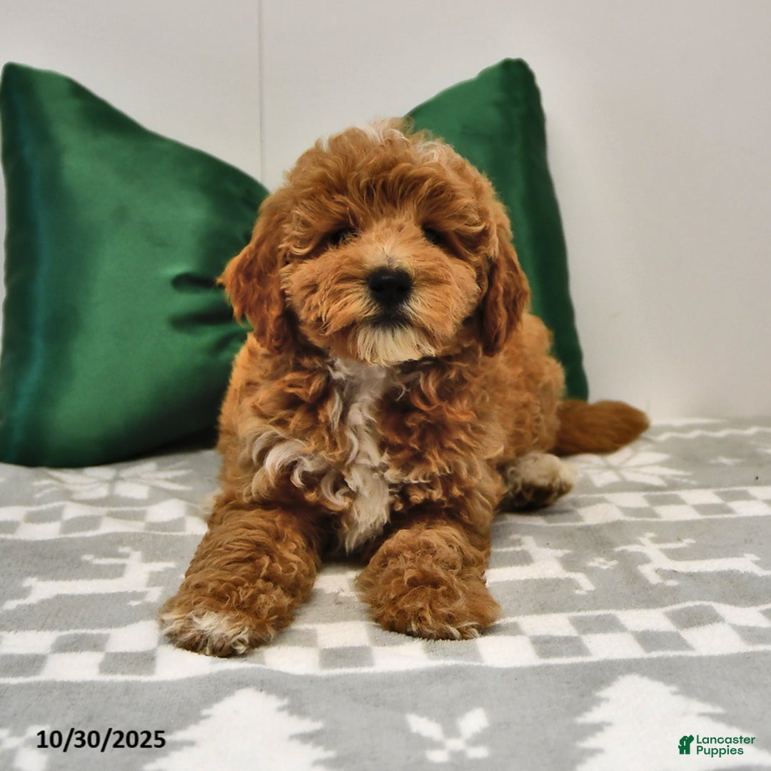 Mini Goldendoodle dogs for sale: Sandra - Image 2