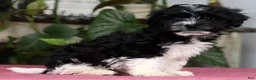 Havanese dogs for sale: Arthur - Ad 7