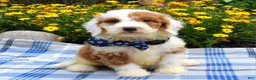Sheepadoodle dogs for sale: Scout - Ad 7