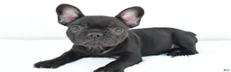 French Bulldog dogs for sale: Brittany - Ad 4