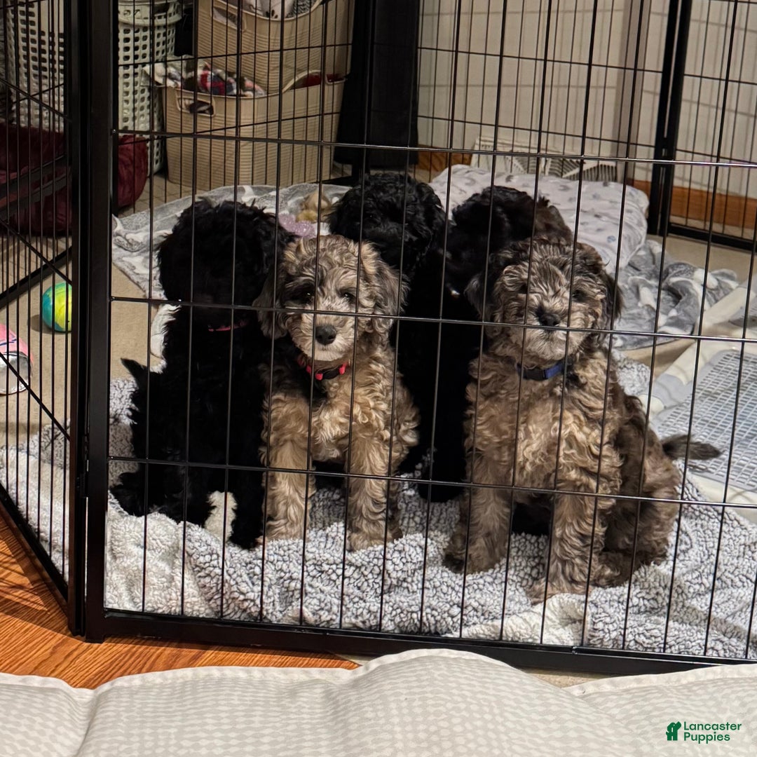 Mini Goldendoodle dogs for sale: Mini Goldendoodle Puppy 1 - Ad 11