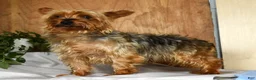Morkie dogs for sale: Owen - Ad 11