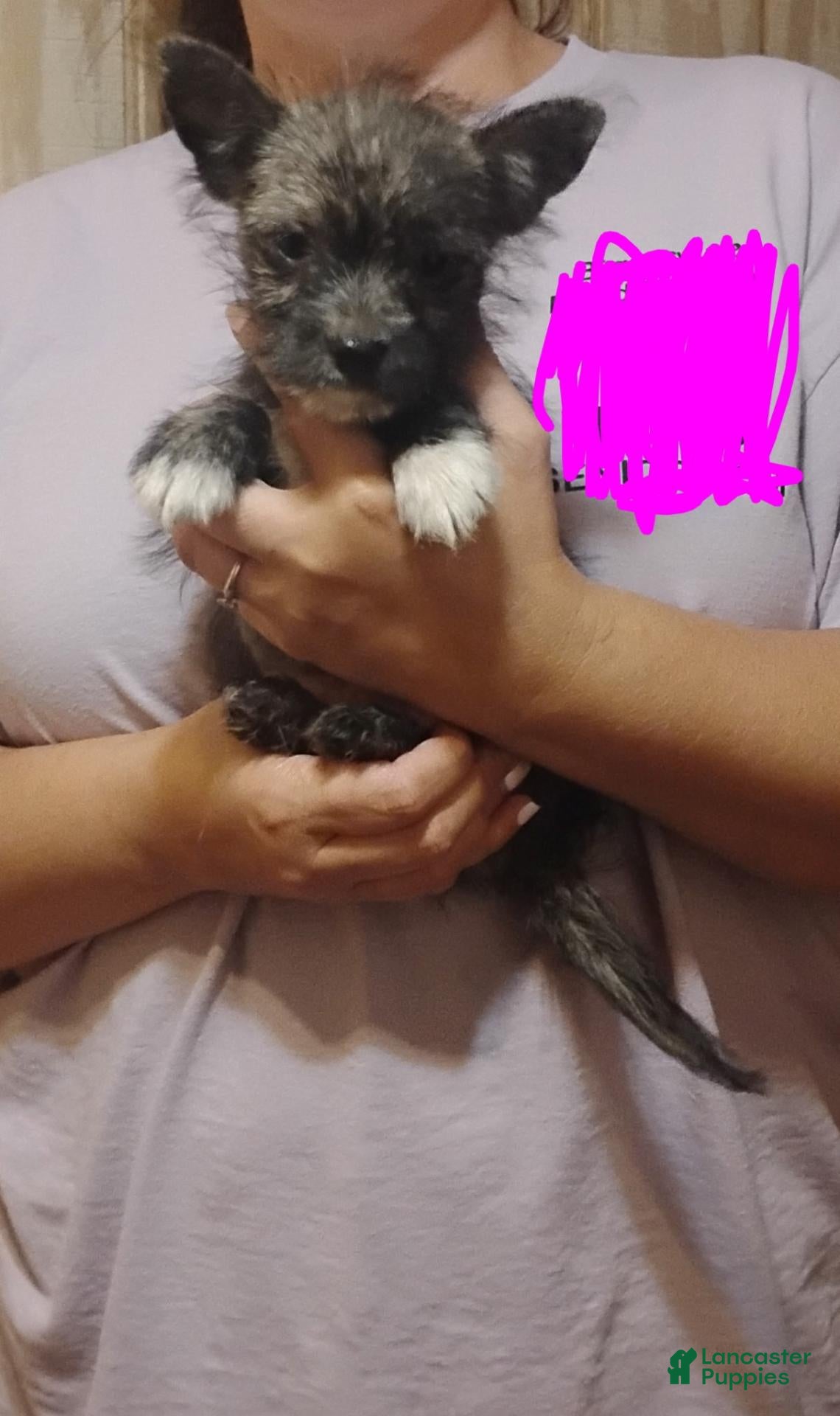 Mixed Breed dogs Mixed Breed 2 - Ad 4